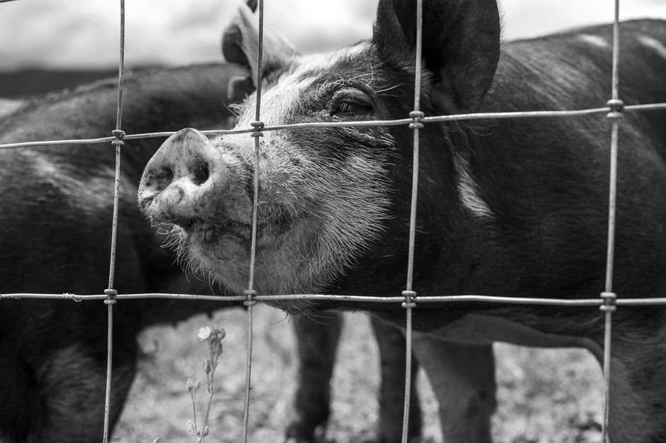 A monochrome close-up of a pig behind a wire fence on a farm, showcasing its curious nature.